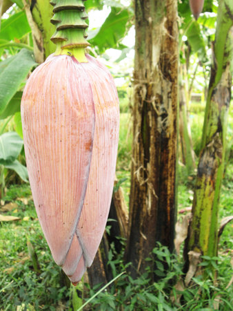 Banana flower and bunchの写真素材