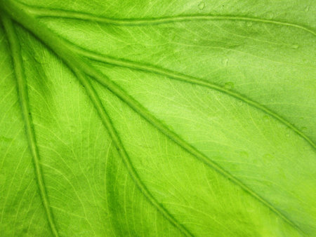 Beautiful water drop on a leaf close-up