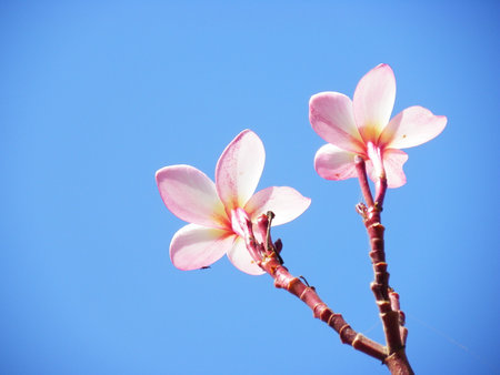Pink frangipani with blue skyの写真素材