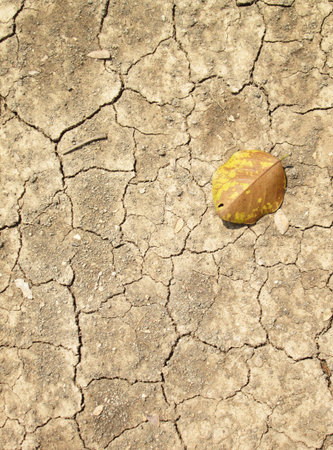 Fallen yellow leaf on Hard soil textureの写真素材