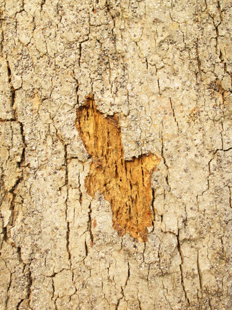 wood backgrounds bark and wood texture crack