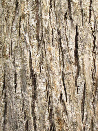 Texture of tree bark