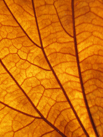 leaf texture grunge styleの写真素材