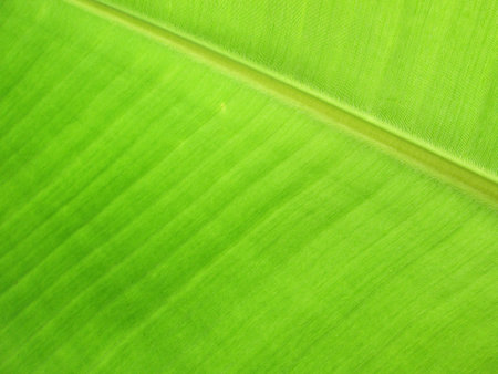 Green banana leaves use for the background