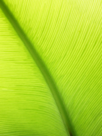 Extreme close-up of fresh green leaf as backgroundの写真素材