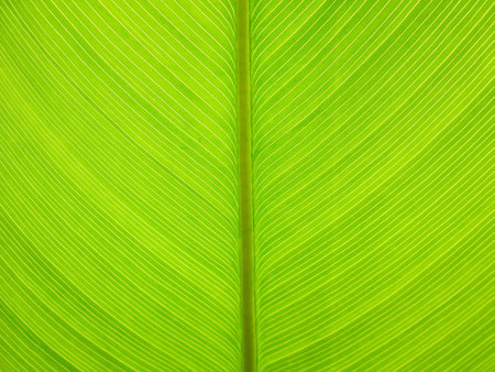 Pattern of green leaves