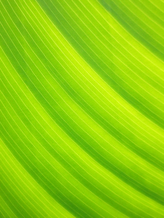 Pattern of green leaves