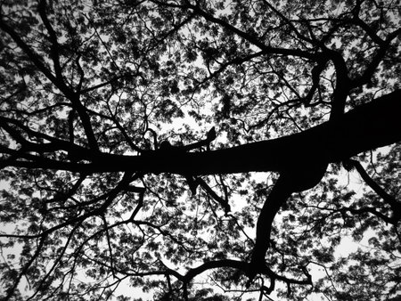 Silhouette treeの写真素材