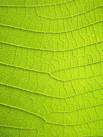 Macro pattern of green leavesの写真素材