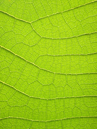pattern of green teak leafの写真素材