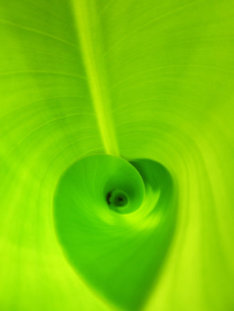 Banana leafの写真素材