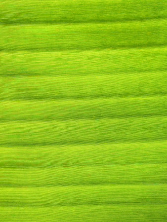 Banana leaf background with lines