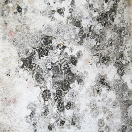 White moldy wallsの写真素材