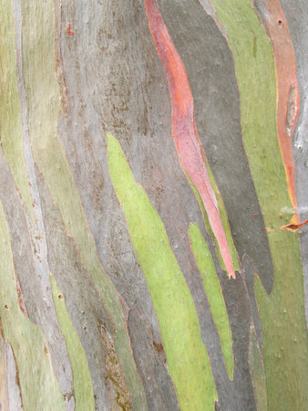 Colorful abstract pattern of Eucalyptus deglupta tree barkの写真素材