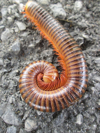 millipede in nature