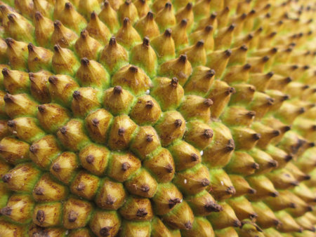 jackfruit texture for background