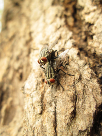 Blow fly, carrion fly, bluebottles, greenbottles, or cluster flyの写真素材