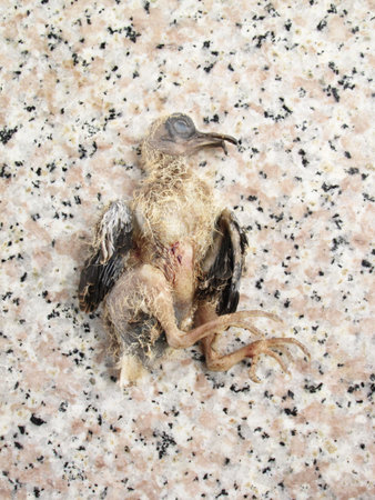 Children of dead birdの写真素材