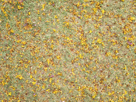 Yellow flowers fall on green grass fieldの写真素材