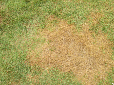 green grass and dry grassの写真素材