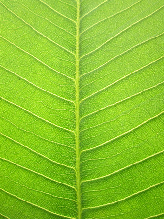 Patterned green leaves of the Plumeria treeの写真素材