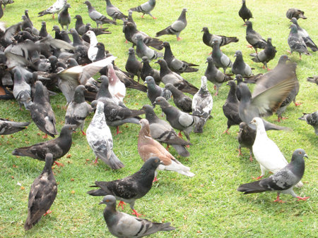 Pigeon standing on the grass in the park