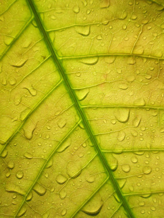 Water drops on leaves