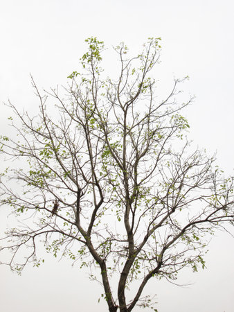 Tree white backgroundの写真素材