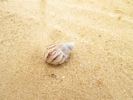 Shell on sandの写真素材