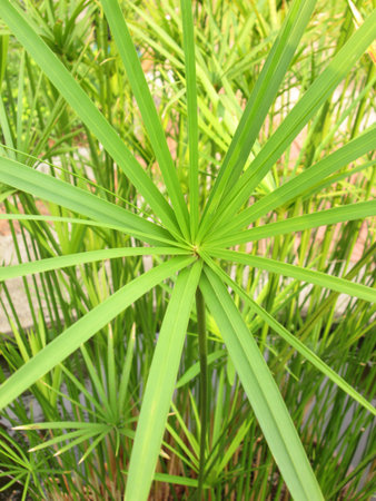 Green Leaf of Cyperaceae family or sedges