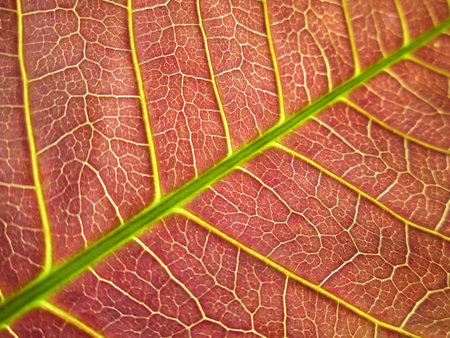 Closeup texture of mango leave brown