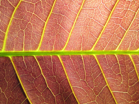 Closeup texture of mango leave brown
