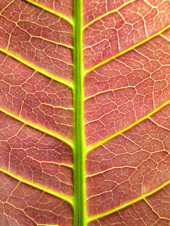 Closeup texture of mango leave brown