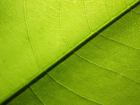 close up of green leaf texture