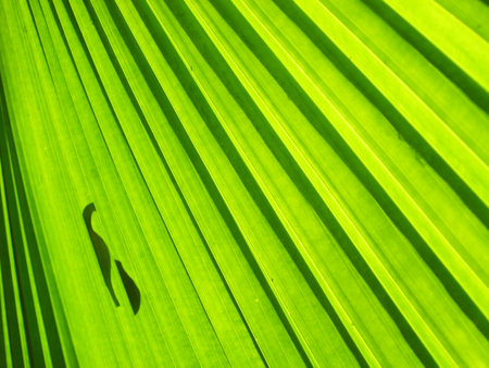 Shadow outline of a leaf on a green palm leafの写真素材