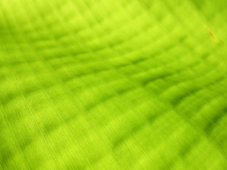 Abstract banana leavesの写真素材