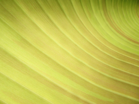 Abstract banana leavesの写真素材