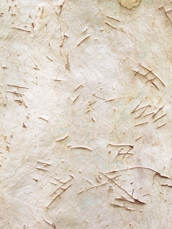 Eucalyptus tree bark textureの写真素材