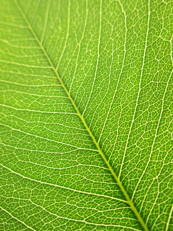 Leaf of a plant close up