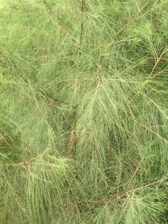 pine treeの写真素材