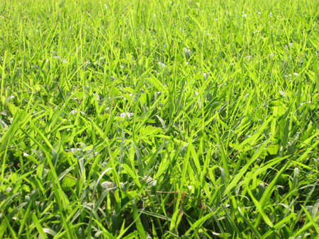 Green grass background