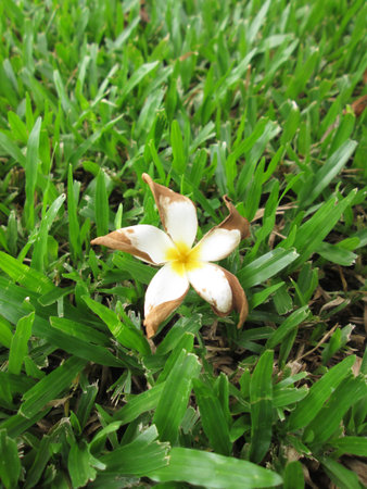 Plumeria flowers dropped from tree on green grassの写真素材
