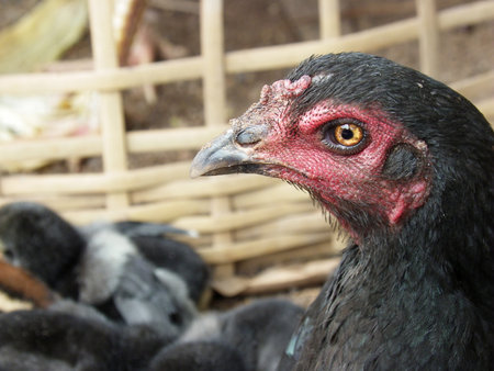 domestic fowl thaiの写真素材