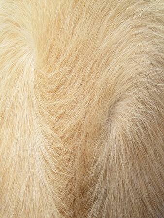 Macro Dog Hairの写真素材