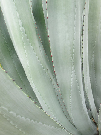 Cactus Leaf Pattern