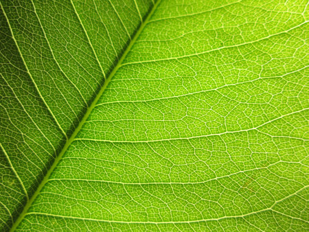 close up green leaf background texture ( cassia fistula )