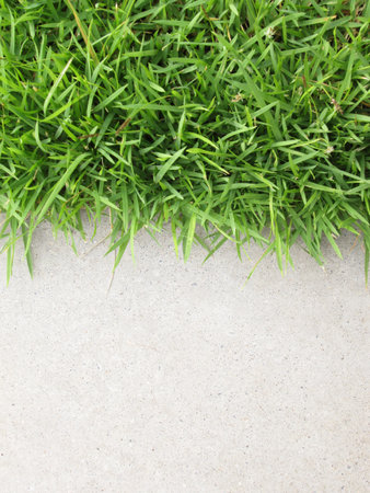 Grass with walkway backgroundの写真素材