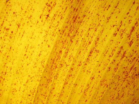 old pattern of banana leaf backgroundの写真素材