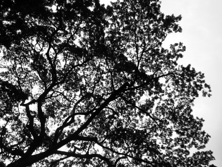 Silhouette treeの写真素材