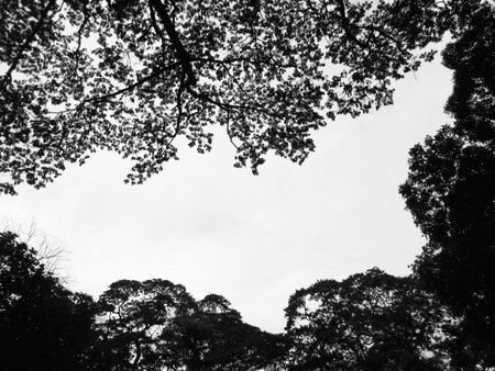 Silhouette treeの写真素材